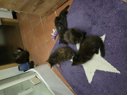 Reinrassige Maine Coon Kitten 5 grau schwarze Mädchen