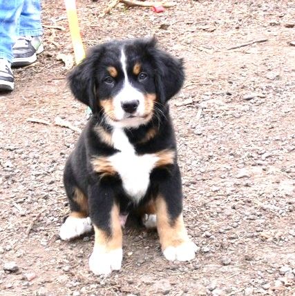 Hundeschule DOG-FIRST