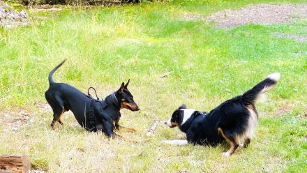 Hundeschule DOG-FIRST