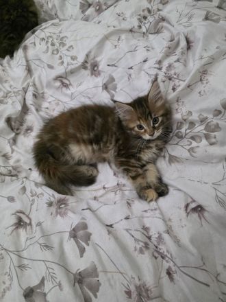 Reinrassige Maine Coon Kitten 2 Kater und 4 Katzen