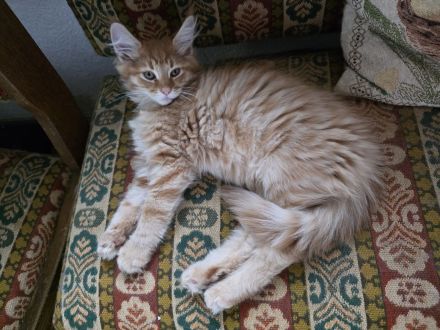 Reinrassige Maine Coon Kitten 1 Kater rot, 2 Katzen in schwarz weiß