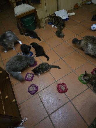 Reinrassige Maine Coon Kitten 2 Kater und 4 Katzen