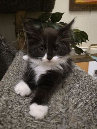 Reinrassige Maine Coon Kitten 2 Kater und 4 Katzen