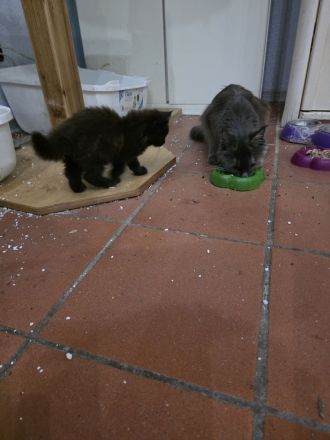 Reinrassige Maine Coon Kitten 2 Kater und 4 Katzen