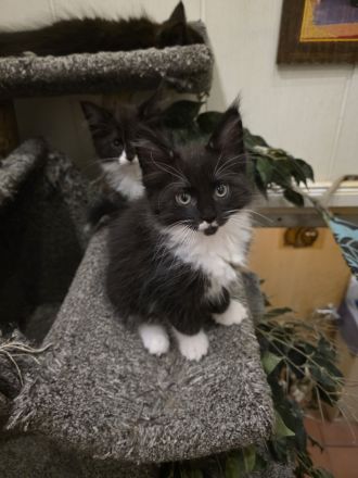 Reinrassige Maine Coon Kitten 1 Kater rot, 2 Katzen in schwarz weiß