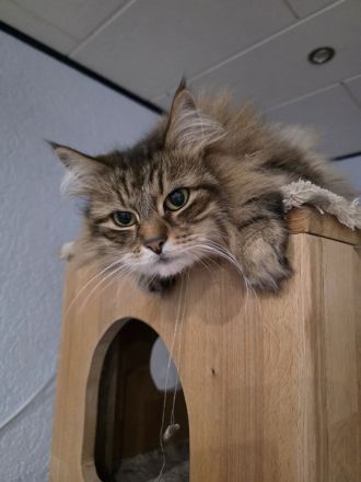 Reinrassige Maine Coon Kitten 2 Kater und 4 Katzen