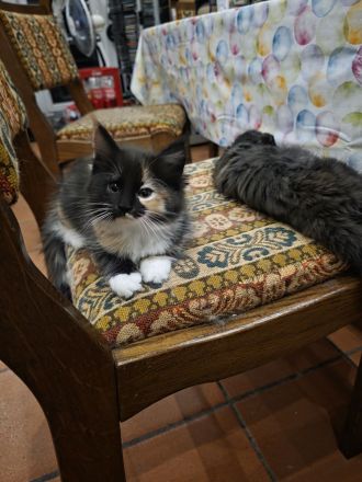 Reinrassige Maine Coon Kitten 2 Kater und 4 Katzen