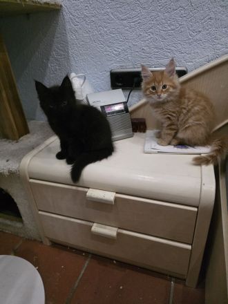 Reinrassige Maine Coon Kitten 2 Kater und 4 Katzen