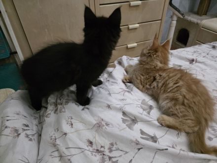 Reinrassige Maine Coon Kitten 2 Kater und 4 Katzen