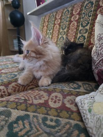 Reinrassige Maine Coon Kitten 1 Kater rot, 2 Katzen in schwarz weiß