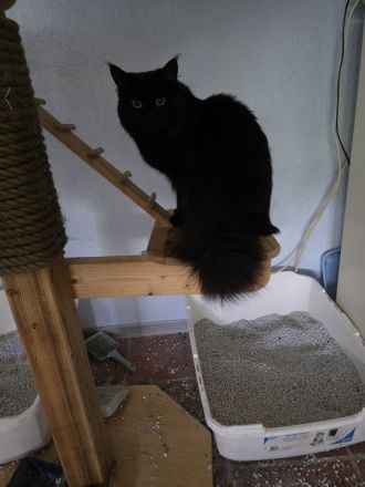Reinrassige Maine Coon Kitten 3 Katzen getigert und schwarz weiß