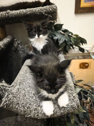 Reinrassige Maine Coon Kitten 2 Kater und 4 Katzen
