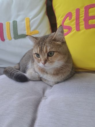 Britisch Kurzhaar Kater