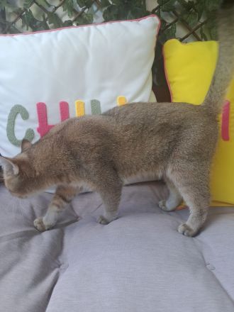 Britisch Kurzhaar Kater