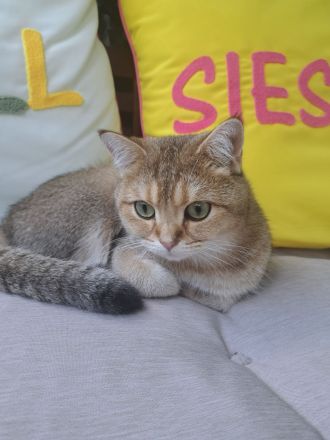 Britisch Kurzhaar Kater