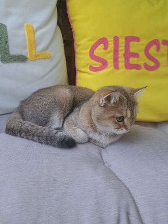 Britisch Kurzhaar Kater