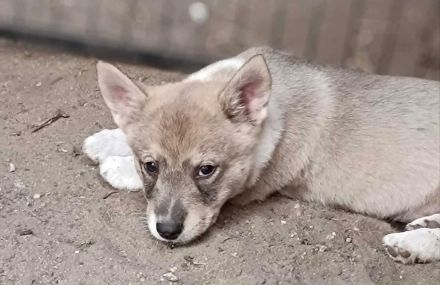 Schwedische Vallhund-Welpen zum Verkauf