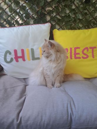 Britisch Langhaar Kater