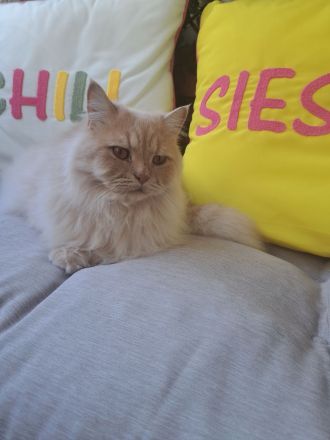 Britisch Langhaar Kater