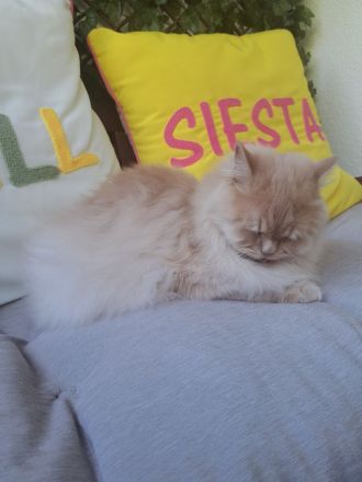 Britisch Langhaar Kater