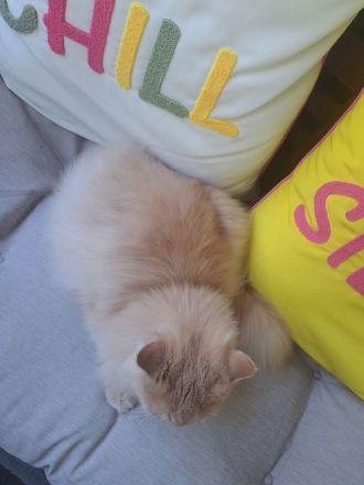 Britisch Langhaar Kater