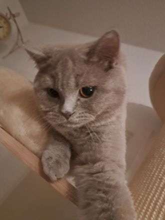 Britisch Kurzhaar Kater