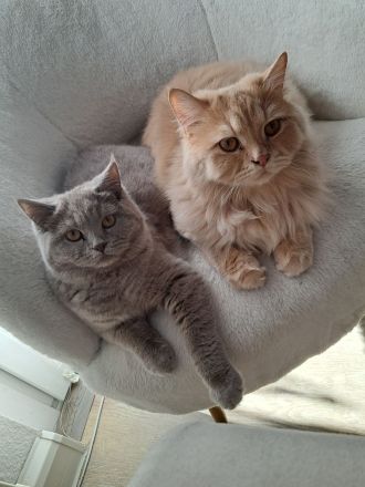 Britisch Kurzhaar Kater