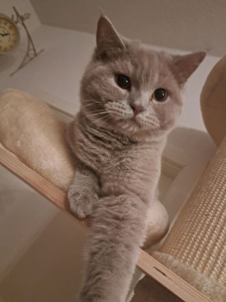 Britisch Kurzhaar Kater