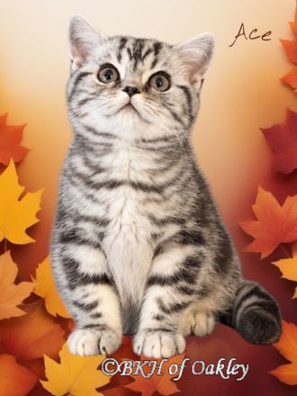 BKH Silver Tabby aus HCM geschallte Linien, PKD negativ getestet, mit Thermochip und EU-Pass