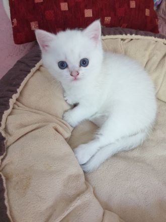 Reinrassige bkh  silver shaded point Junge sucht ihr liebevolles Zuhause