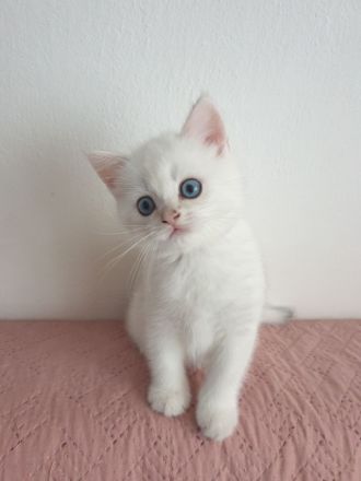 Reinrassige bkh  silver shaded point Junge sucht ihr liebevolles Zuhause