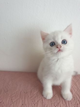 Reinrassige bkh  silver shaded point Junge sucht ihr liebevolles Zuhause