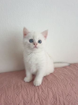 Reinrassige bkh  silver shaded point Junge sucht ihr liebevolles Zuhause