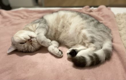 Luna ❤️ britisch kurzhaarig