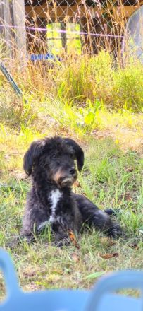 Fröhlicher Pudel Doodle Mix welpe sucht sein Zuhause