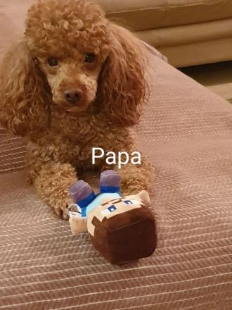 Fröhlicher Pudel Doodle Mix welpe sucht sein Zuhause