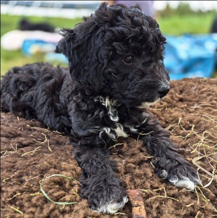 Fröhlicher Pudel Doodle Mix welpe sucht sein Zuhause