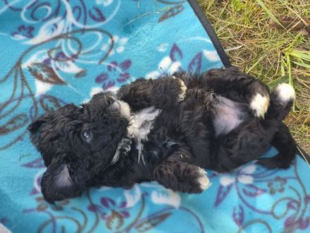 Fröhlicher Pudel Doodle Mix welpe sucht sein Zuhause