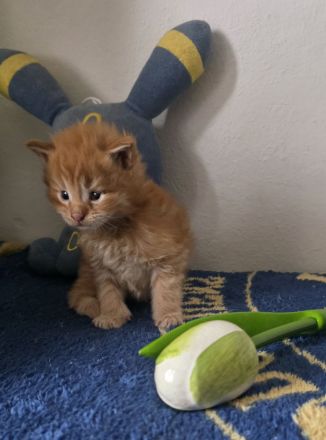 Reinrassige Maine Coon Kitten