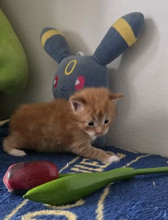 Reinrassige Maine Coon Kitten