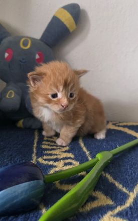Reinrassige Maine Coon Kitten