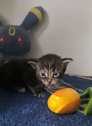 Reinrassige Maine Coon Kitten