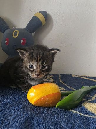 Reinrassige Maine Coon Kitten