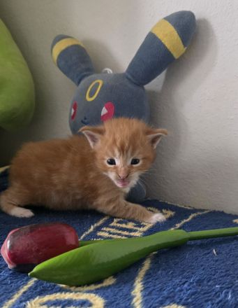 Reinrassige Maine Coon Kitten