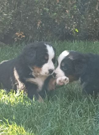 Berner Sennen Welpen / Berner Sennenhund Welpen