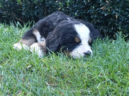 Berner Sennen Welpen / Berner Sennenhund Welpen