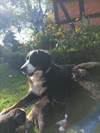 Berner Sennen Welpen / Berner Sennenhund Welpen