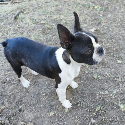 Boston Terrier Jungrüde, FCI Ahnentafel.