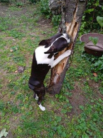 Boston Terrier Jungrüde, FCI Ahnentafel.