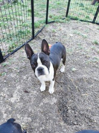 Boston Terrier Jungrüde, FCI Ahnentafel.
